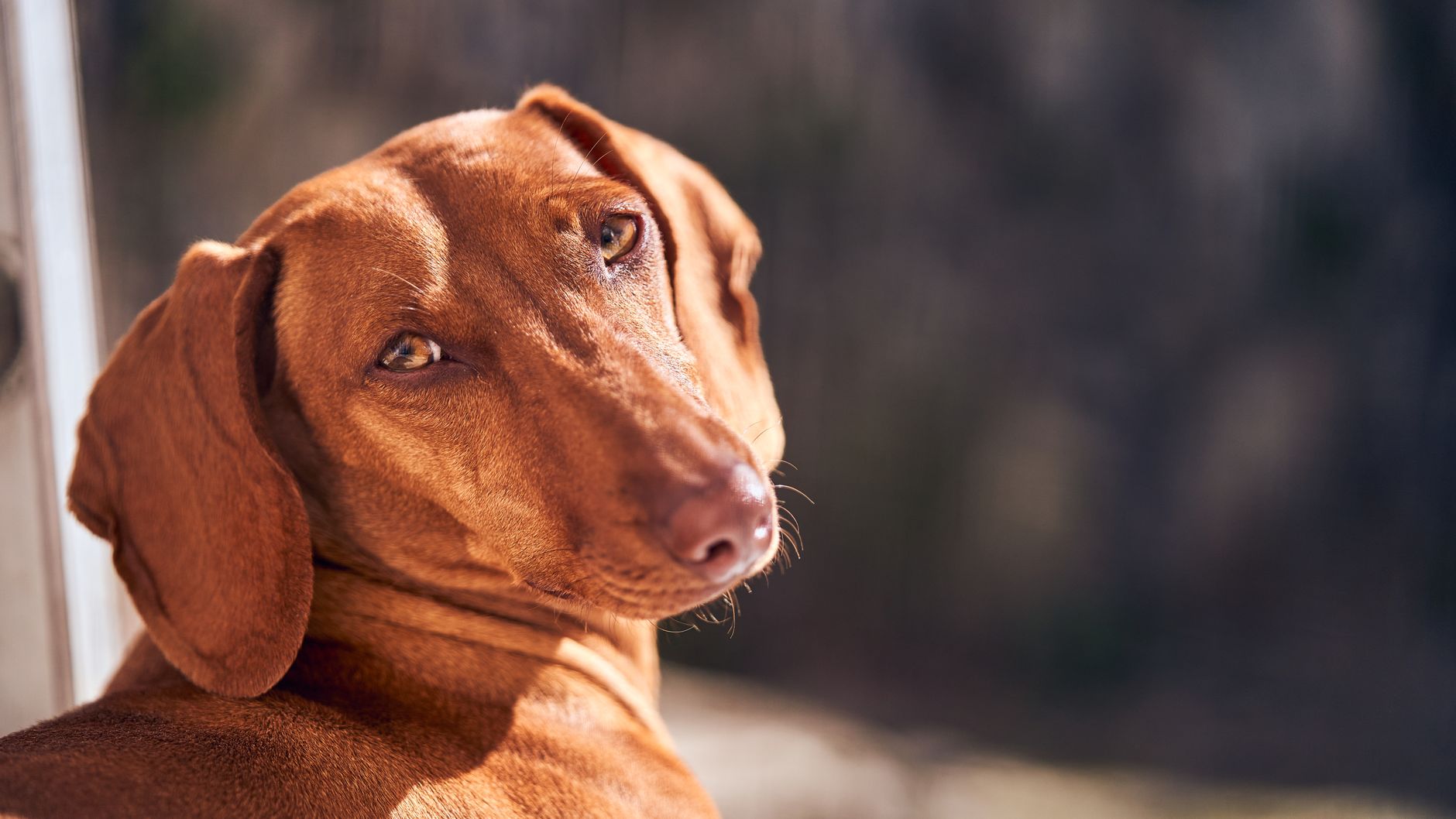 Bodza, magyar vizsla
