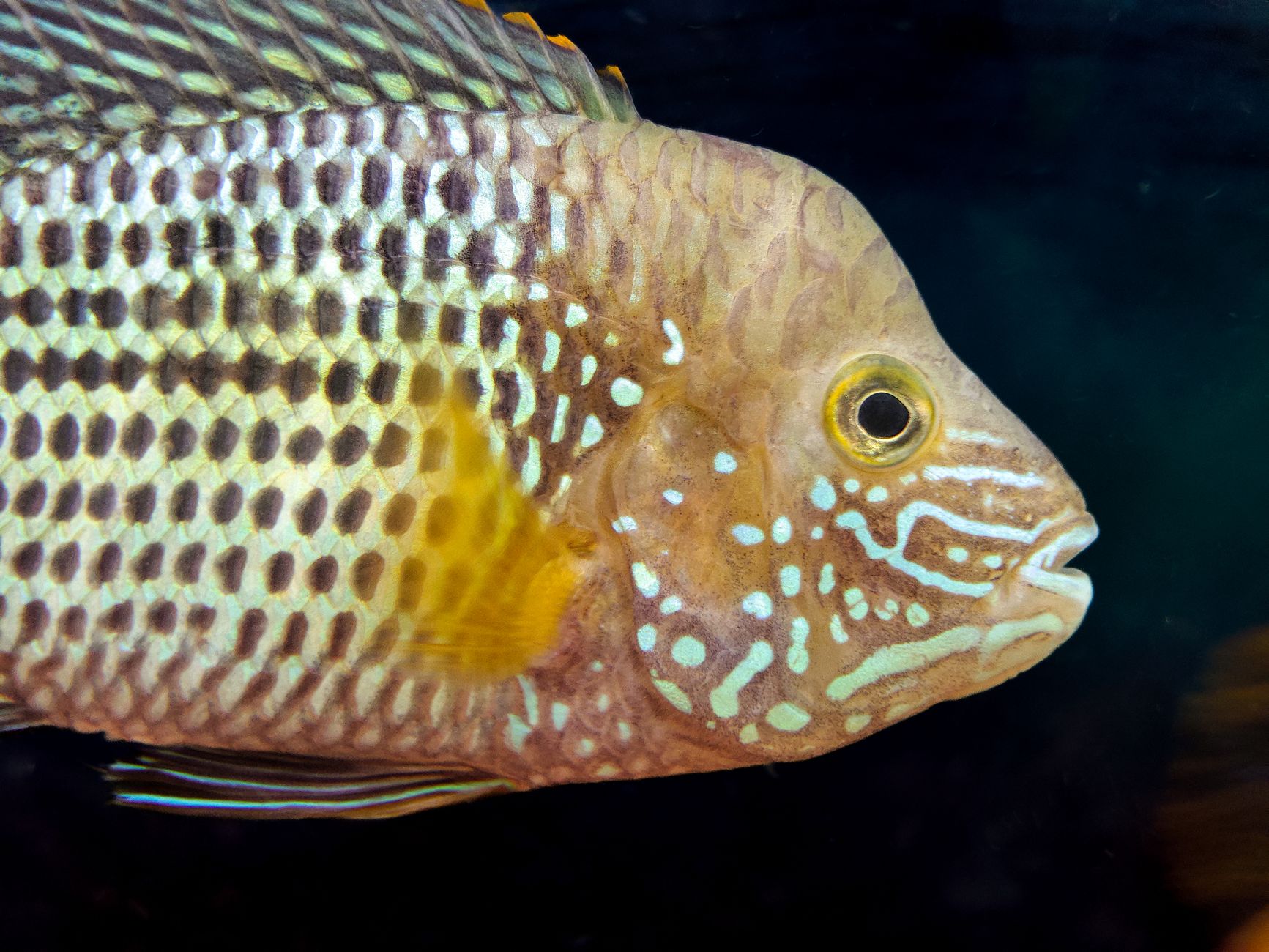 Guppik és neonhalak